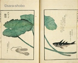 北蝦夷餘誌